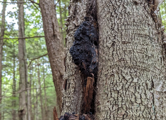 상황버섯 효능 : 면역력
