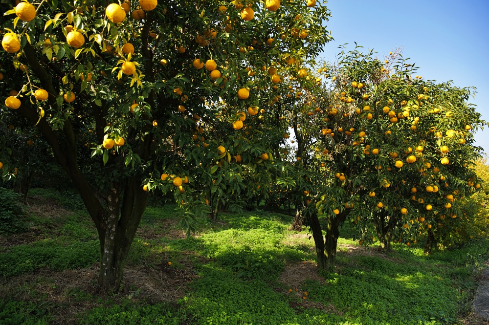 11월 마지막주 수요예배기도문