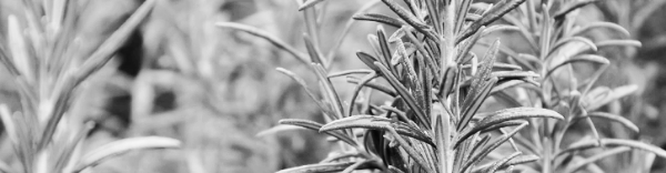 로즈마리 물주기