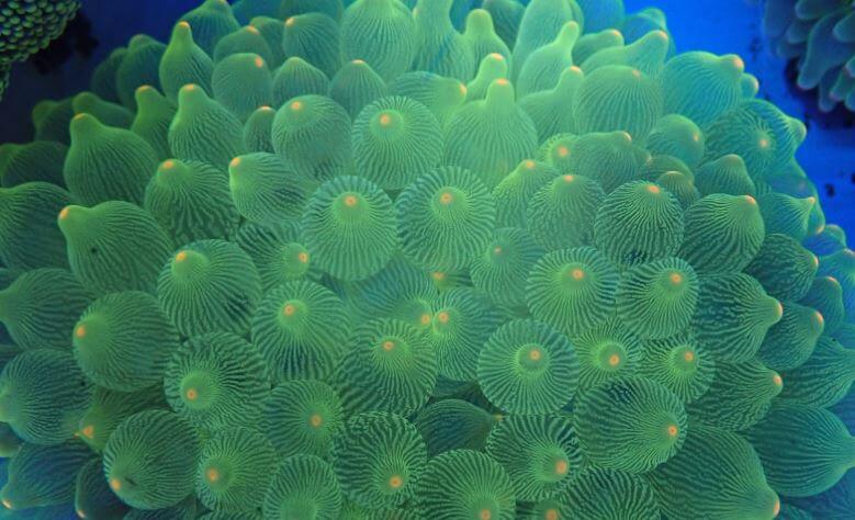 말미잘 키우는방법