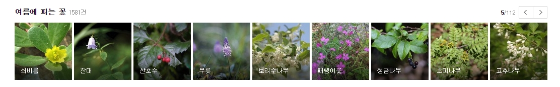 강인한 생명력을 자랑하는 쇠비름과 패랭이꽃 등 여름 야생화