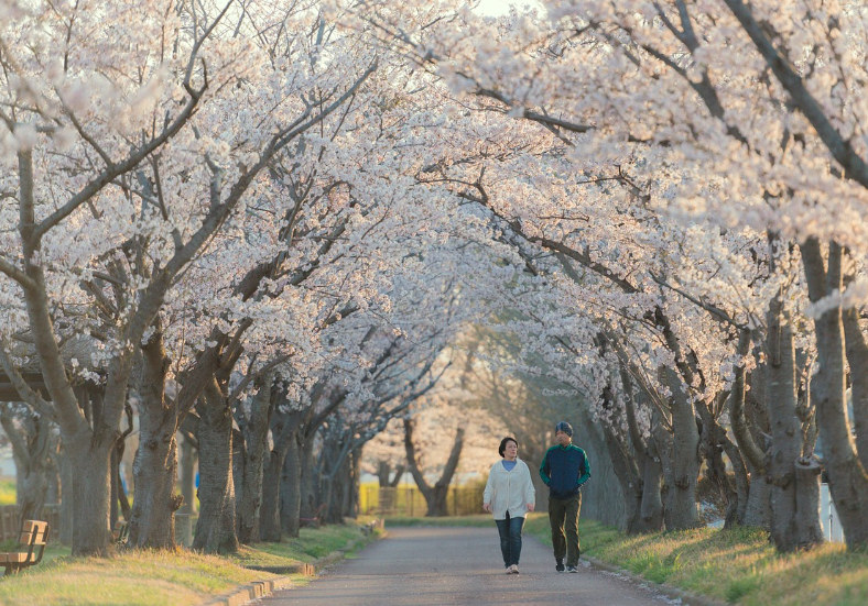 전국 벚꽃 축제 일정 총정리