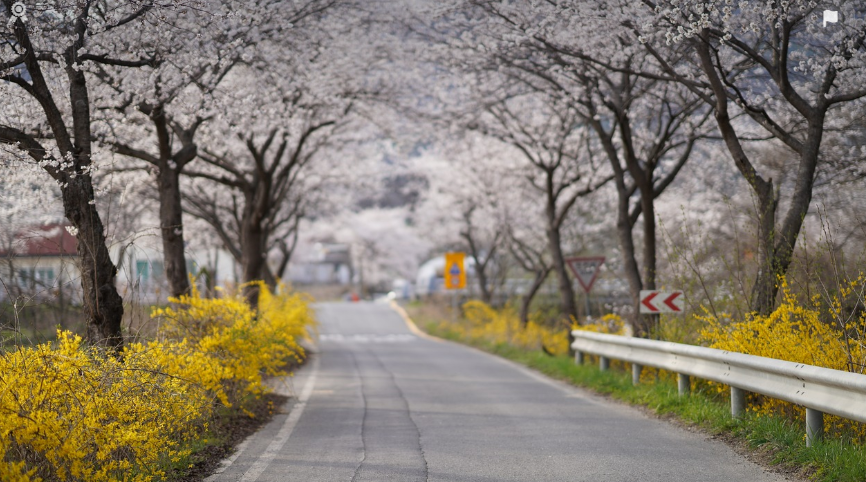 양양 벚꽃축제