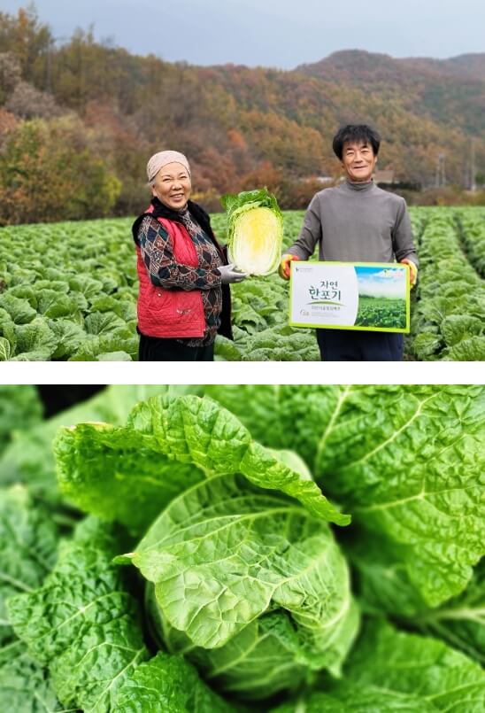 괴산 절임배추20kg