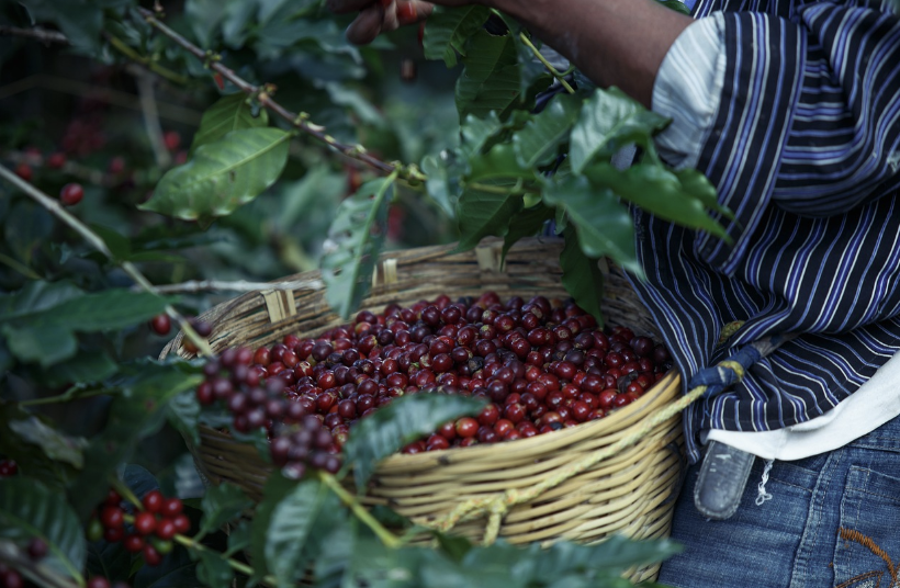 싱글 오리진 커피 원두