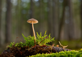 서울 유아숲체험&amp;#44; 숲체험 이용 방법