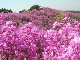 제 26회 천주산 진달래축제 기본일정과 프로그램 소개 류지광 남승민 출연