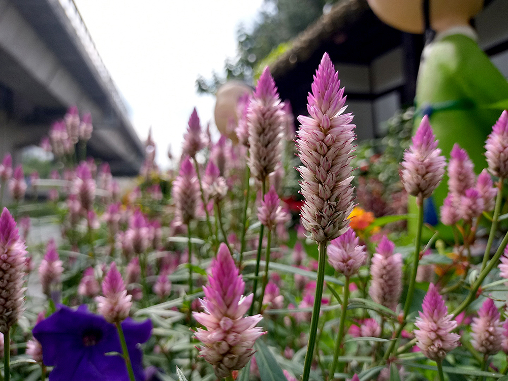 서대문 구민 10만보 걷기챌린지