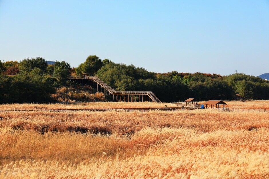 대구 가볼만한 단풍 여행은 어디일까? 대구 단풍 여행 총정리!