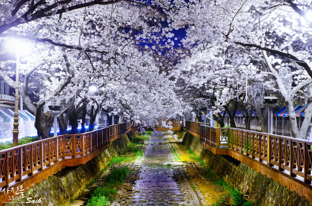 2024 벚꽃 개화시기 : 벚꽃 축제 일정, 축제 명소, 진해 군항제