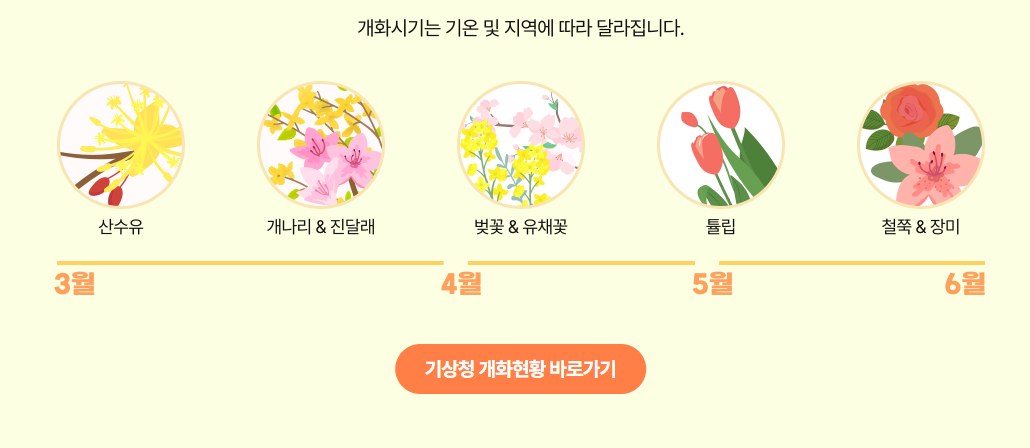 2025 전국 꽃 축제 일정 &ndash; 매화, 산수유, 벚꽃, 유채꽃, 철쭉, 장미까지!