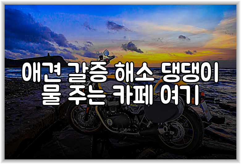애견 갈증 해소 댕댕이 물 주는 카페 여기