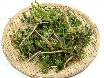 3월 제철 나물 & 채소 추천 BEST 8!!🌱