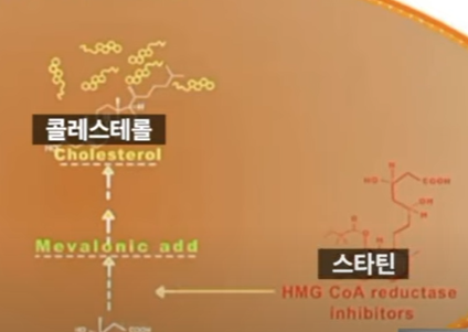 스타틴의 치료 원리