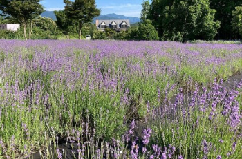 고성 라벤더 축제3