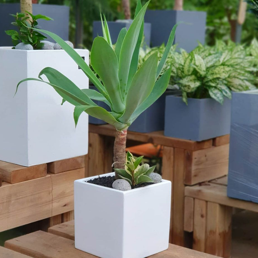 아가베 아테누아타