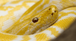 뱀이 갑자기 나타났다 사라지는 꿈해몽