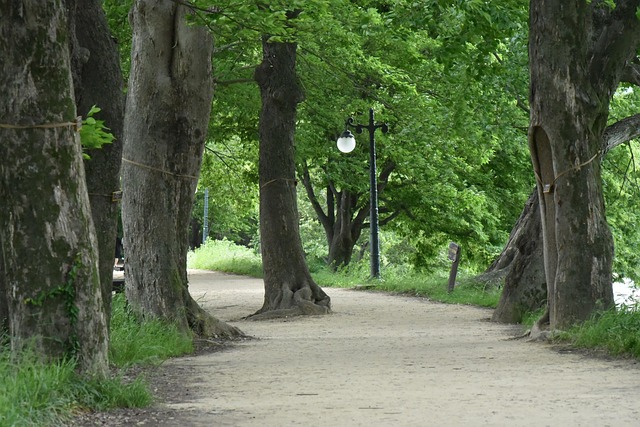 산책로이미지사진