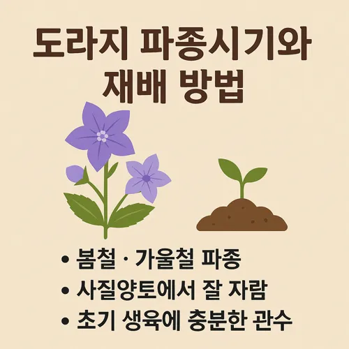 도라지 파종시기와 재배 방법 썸네일
