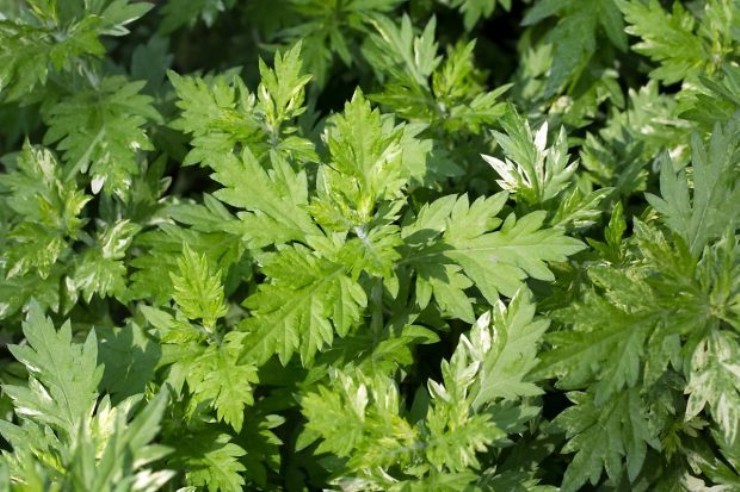 쑥, 푸른색, 녹색, 풀