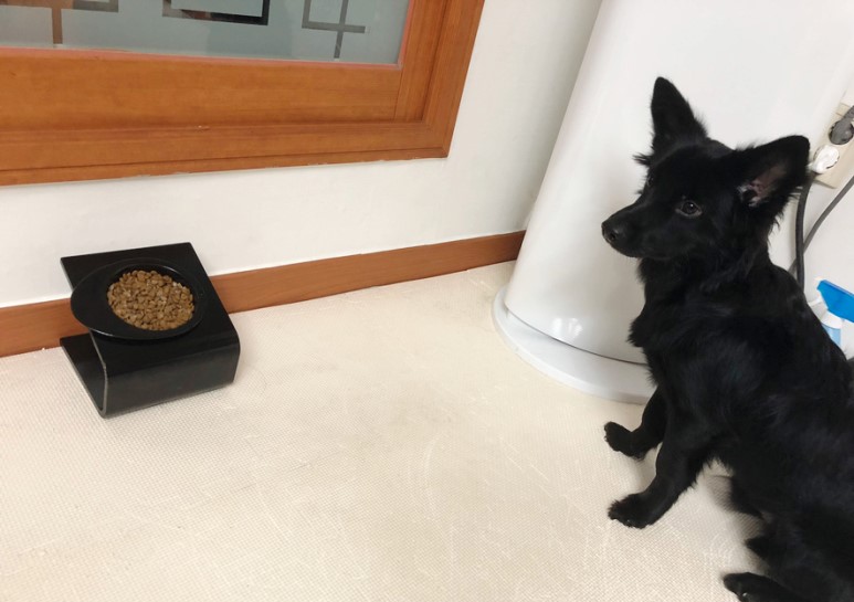 강아지영양제 원미닛펫 프로바이오틱스 후기