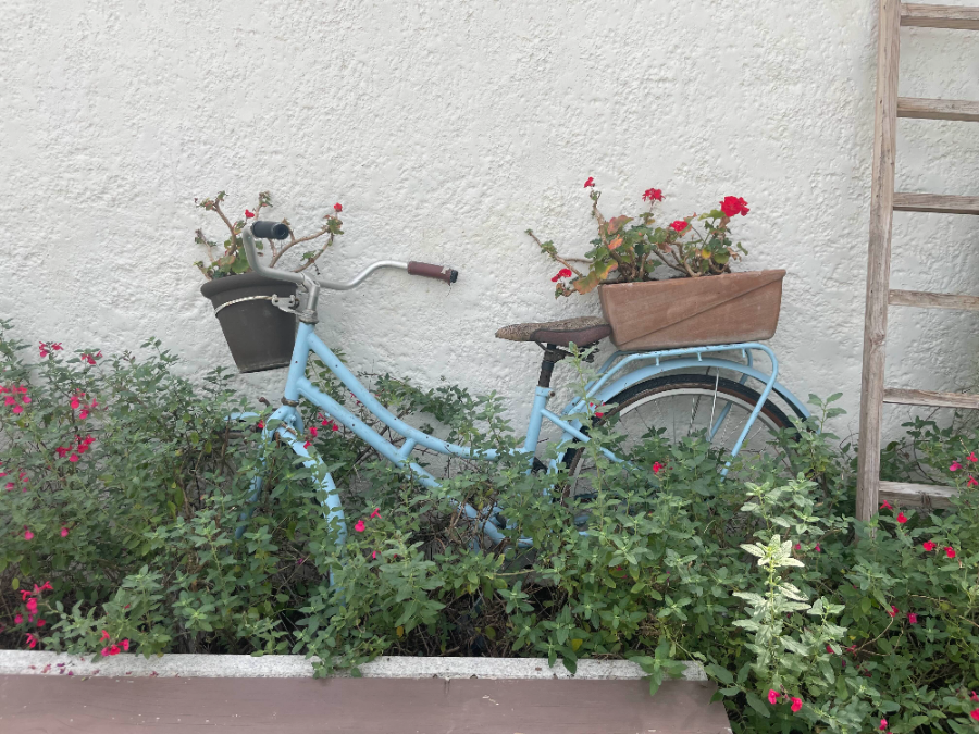 국립 세종수목원 사계절 전시온실 열대식물전시원