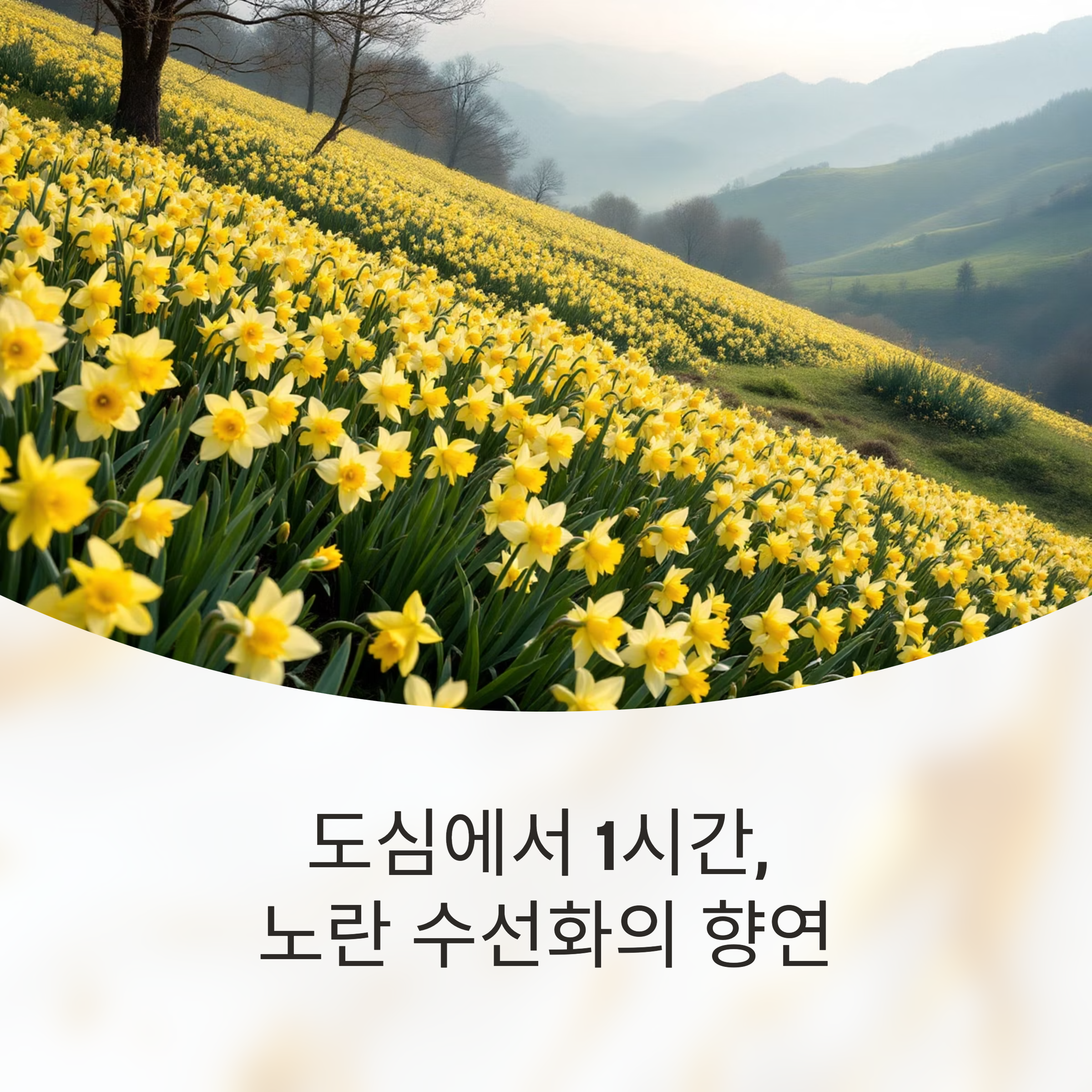 곤지암 리조트 수선화 축제