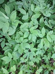 2024 봄 제철 음식 소개 및 효능 요리 정리 - 미나리