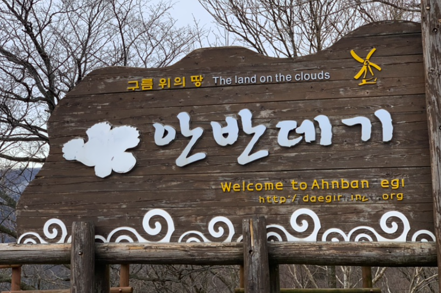 강릉 안반데기 유채