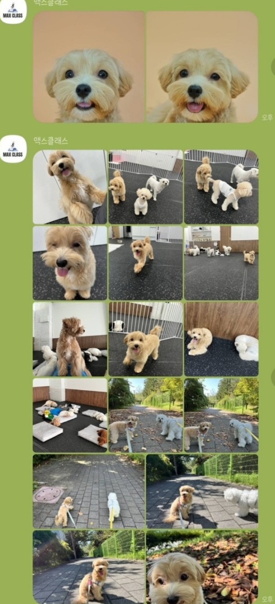 애견유치원-서용석-달인-맥스클래스
