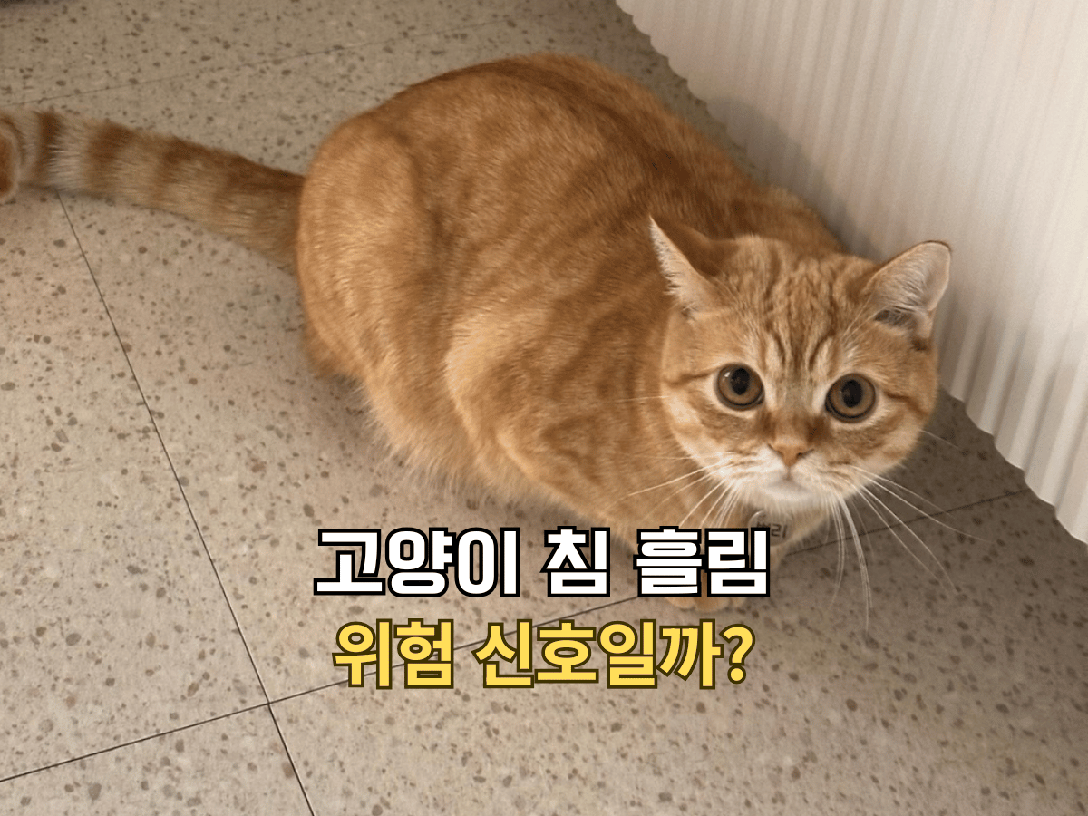 고양이 침 흘림 위험 신호일까 글의 썸네일. 동그란 눈으로 카메라를 쳐다보며 구석에 웅크리고 있는 치즈 고양이 뽀리.