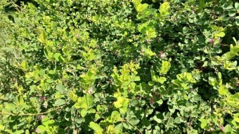 야관문 효능과 부작용 및 술 담그는 법