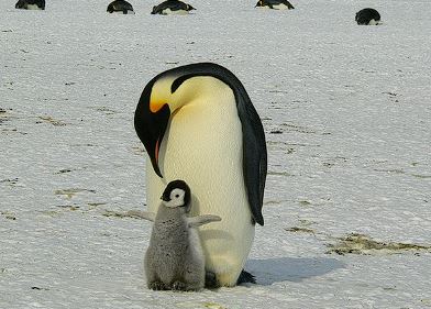 세계 펭귄의 날