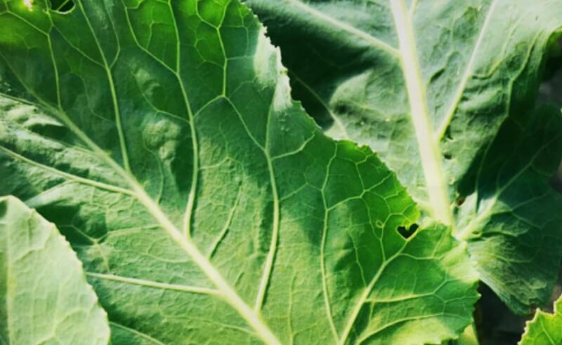 햇볕에-맞는-케일잎