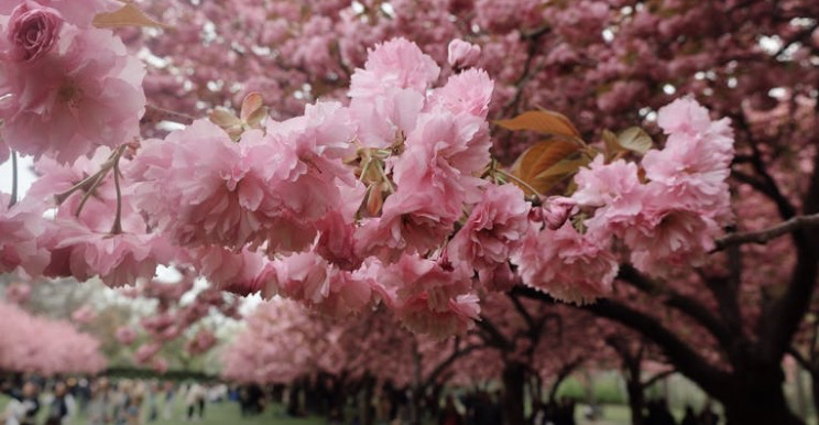Brooklyn Botanic Garden sakura