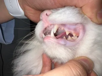 고양이 빈혈 증상 치료_3