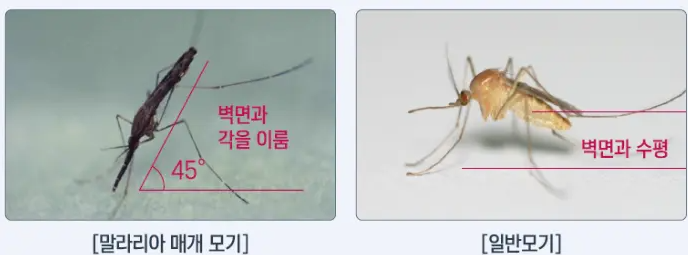 일본뇌염모기