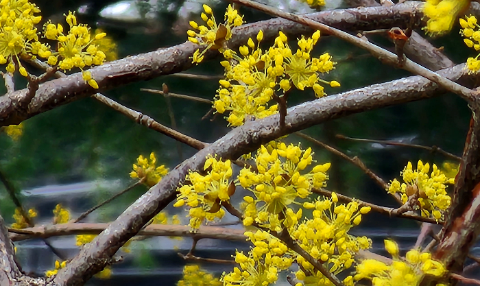 담넘어 핀 산수유꽃