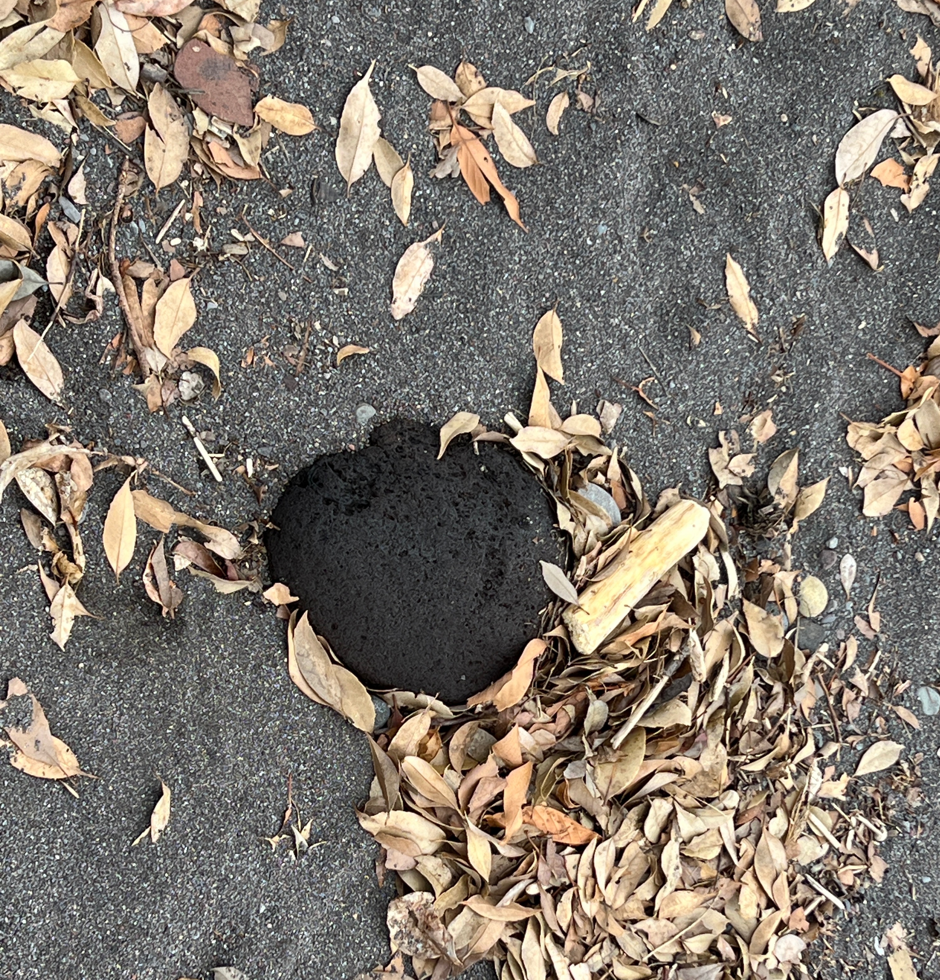 제주도 돌 검은모래 반출