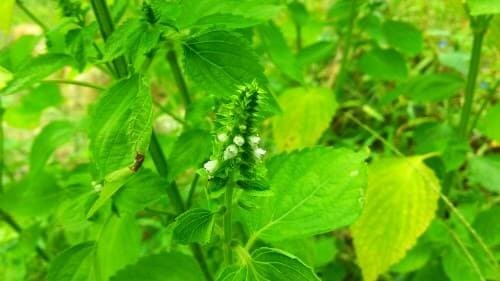 들깨꽃-개화시기-중부지방-들깨-수확시기