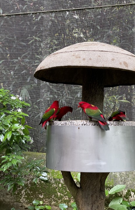주롱 새 공원 Jurong Bird Park