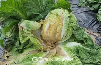 배추 무름병 원인, 농약, 증상, 방제, 예방_33