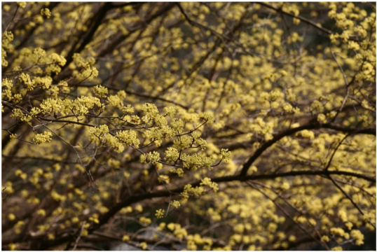 구례 산수유 꽃 축제