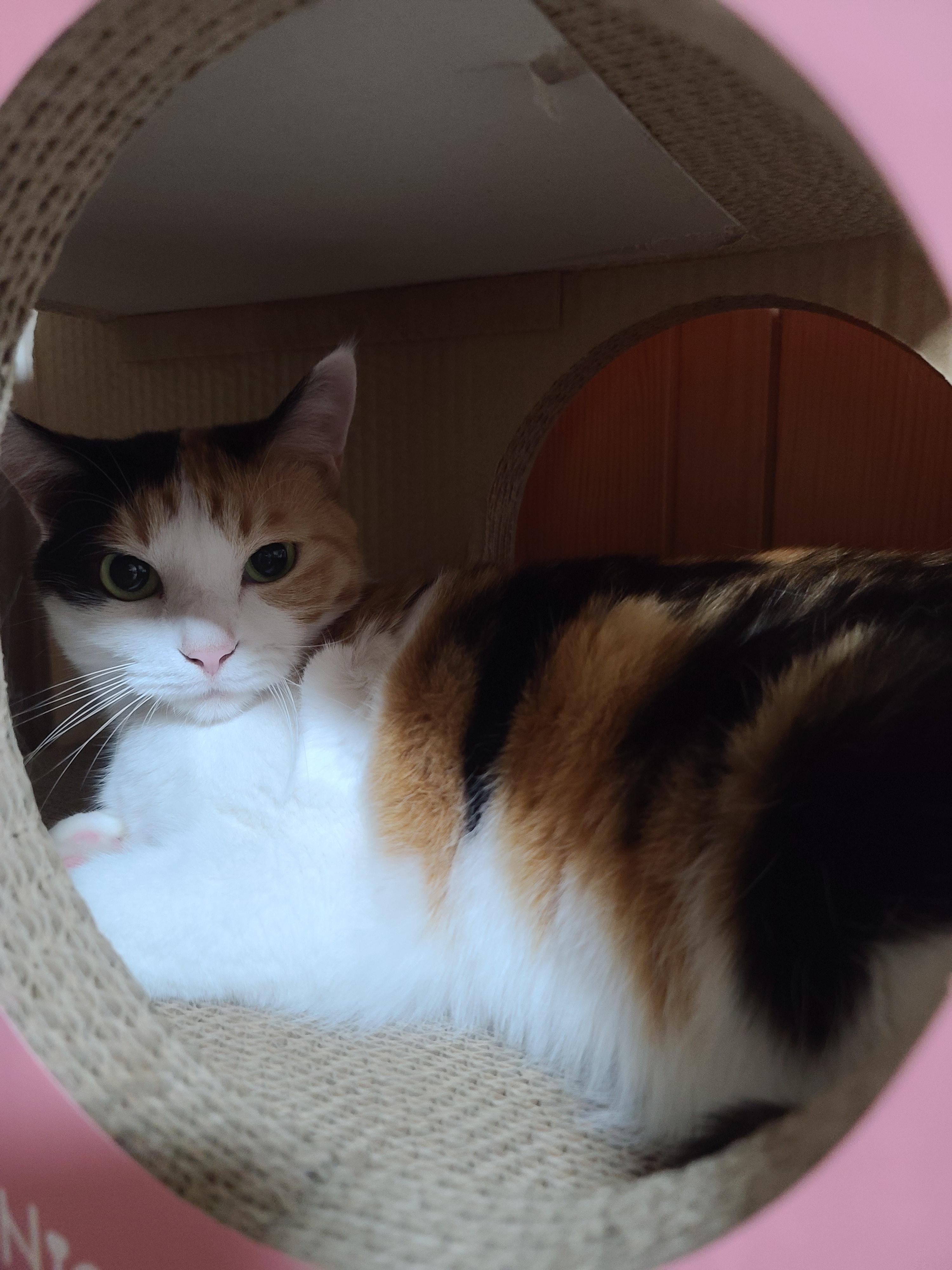 핑크붕붕이 스크래쳐 안에서 너무 귀여운 요미 (feat.막둥이)