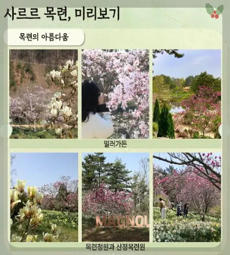 천리포수목원 목련 축제_9