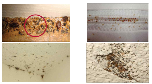 빈대 퇴치방법, 대응방안