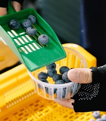 블루베리선별기