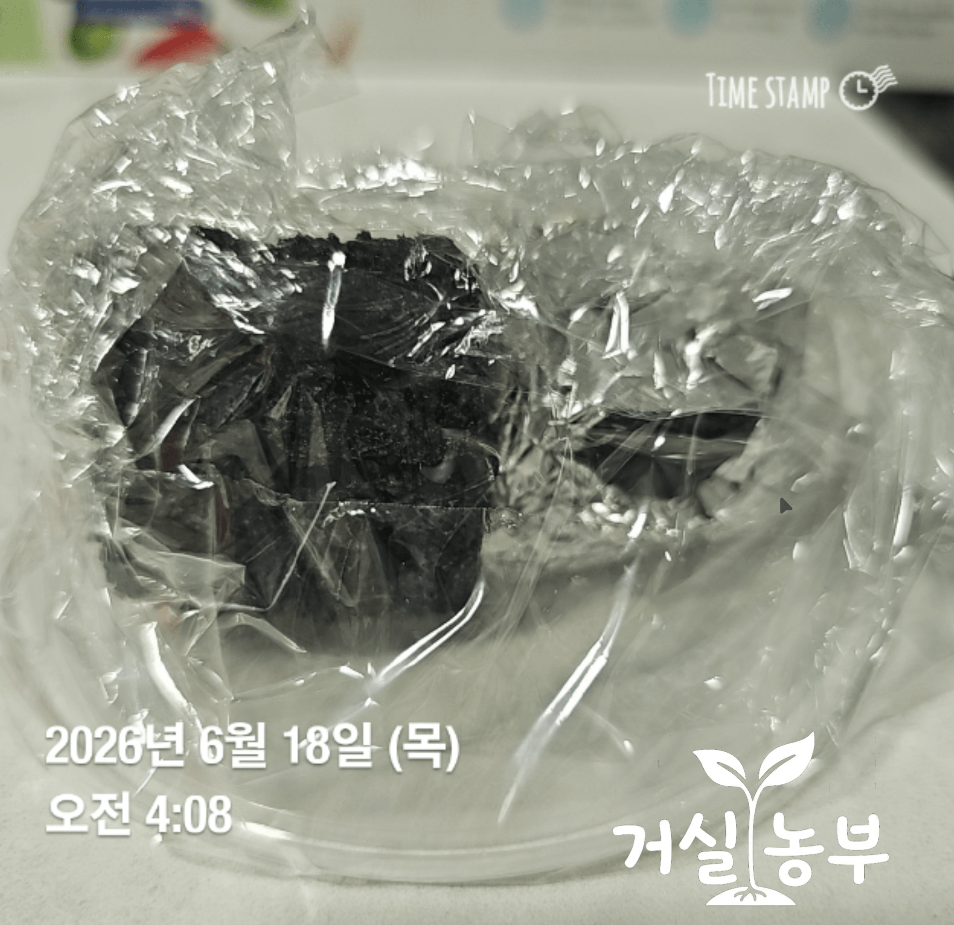 깻잎 씨앗 저온 처리를 위해 랩으로 감싸 냉장고에 넣은 배지