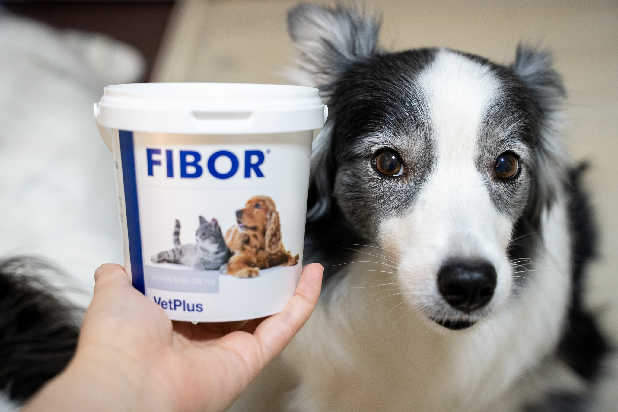 반려동물 식이섬유 파이보 강아지 설사할 때 먹이는 보조제 FIBOR