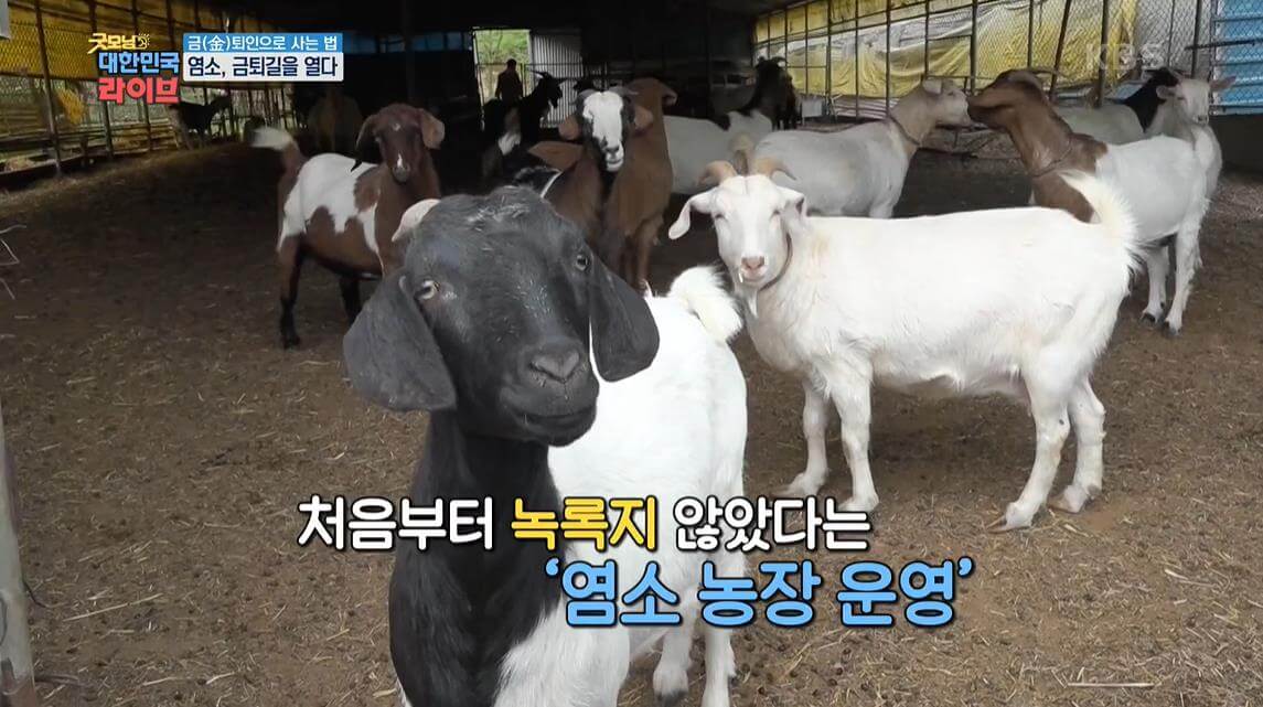 금퇴인으로-사는법-흑염소-농장